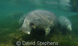 Manatees taken in Crystal Springs, Florida in April 2008.... by David Stephens 